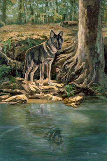 Indian Summer, wolf, oil on canvas, J. Gibson